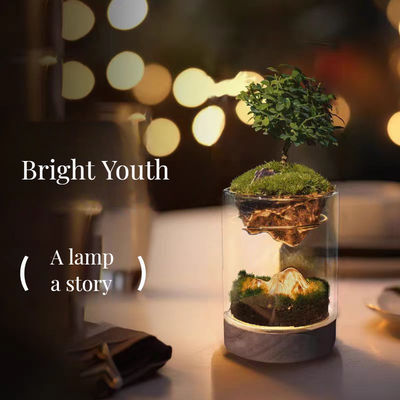 우아한 점토 세라믹 테이블 톱 온실 모스 테라리움의 램프 현대 디자인